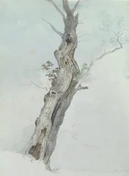Tree Study