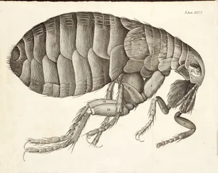 Cross-section of a Flea from Micrographia, published 1665