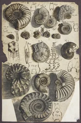 Snake-stones (ammonites)