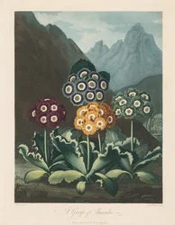 The Temple of Flora, or Garden of Nature: A Group of Auriculas