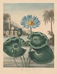 The Temple of Flora, or Garden of Nature: Blue Egyptian Waterlily