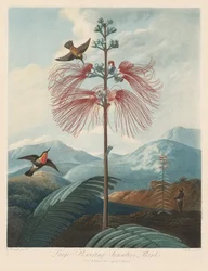 The Temple of Flora, or Garden of Nature: Large Flowering Sensitive Plant