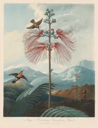 The Temple of Flora, or Garden of Nature: Large Flowering Sensitive Plant