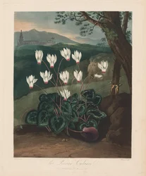 The Temple of Flora, or Garden of Nature: The Persian Cyclamen, 1799-1807