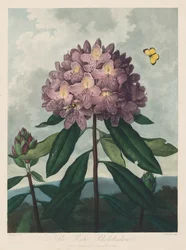 The Temple of Flora, or Garden of Nature: The Pontic Rhododendron