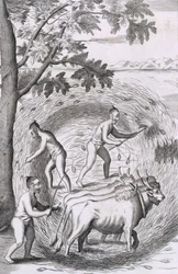 The manner of treading out their rice, from An Historical Relation of the Island Ceylon, pub. 1681