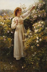 Wild Rose