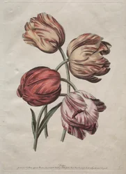 Eight Beautiful Groups of Natural Flowers in Outlines by de la Cour: Tulips