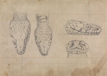 Study of the Head of a Snake