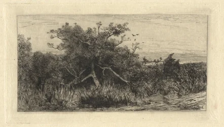 Gnarled Tree