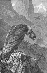 The Condor