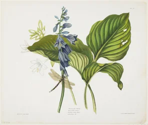 Common Hostas and English Dragon Fly