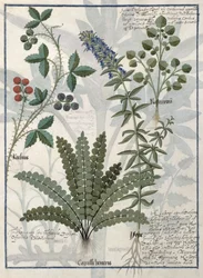 Ferns, Brambles and Flowers, Illustration from the Book of Simple Medicines by Mattheaus Platearius