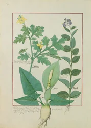 Greater Celandine or Poppy, Solanum or Nightshade, and Aron, illustration from The Book of Simple Medicines by Mattheaus Platearius 113v