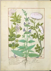 Honeysuckle, Sage and Rose, Illustration from The Book of Simple Medicines by Mattheaus Platearius