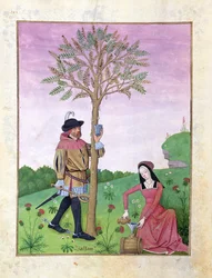 Lavender, Hellebore, and a relative of the Cucumber family, Illustration from the Book of Simple Medicines by Mattheaus Platearius