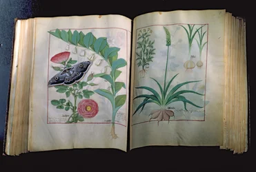 Two pages depicting Rose and Garlic, from The Book of Simple Medicines by Mattheus Platearius, c.1470