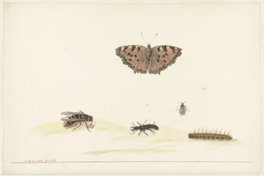 Study Sheet with Various Insects