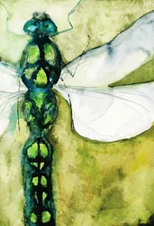 Emerald Dragonfly