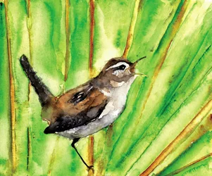 Singing Marsh Wren