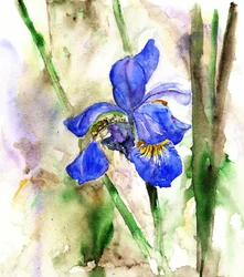 Vibrant Blue Iris