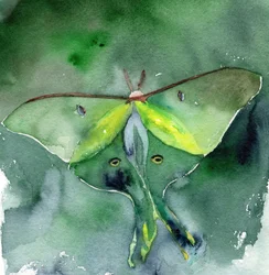 Watercolor Luna Moth