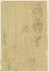 Flower Studies and Bathing Women