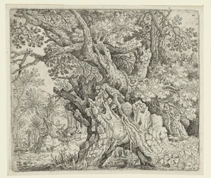Gnarled Trees near the Water