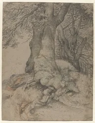 Study of Tree Trunks and Roots
