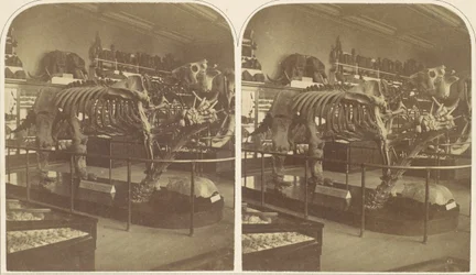 The Megatherium, British Museum