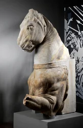 Front part of a horse