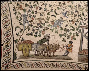 The Grape Harvest