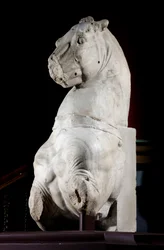 Front Part of a Horse