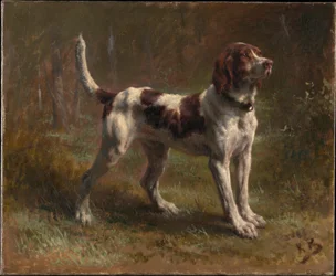 A Limier Briquet Hound