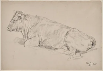 Bull Resting