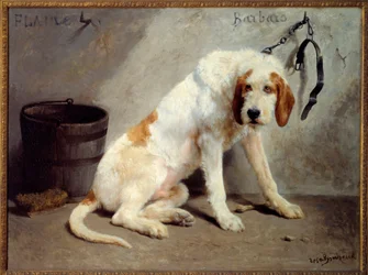 The dog Barbaro after the hunt (Hunting dog)