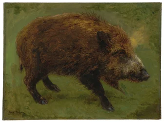 The Wild Boar