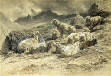 Sheep