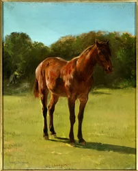 Study of horse bay cherry