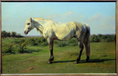 White Horse in a Field