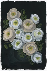 Elegant Poppy Blooms