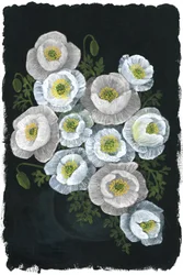 Elegant White Poppies