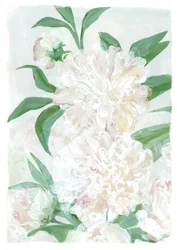Fresh White Peonies