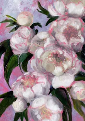 Soft Pink Peonies