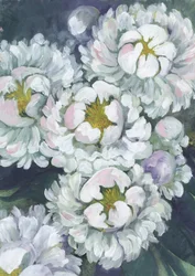 Soft White Peonies