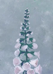 White Foxglove Bloom