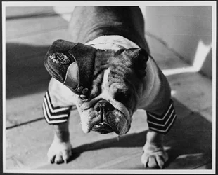 A Bulldog in RAF Uniform, Pinewood Studios