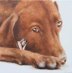 Peaceful Dog Dream
