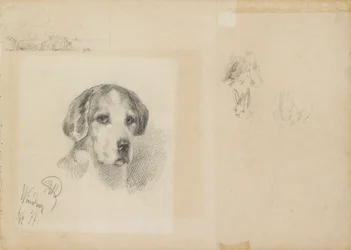 Portrait of a dog: Windsor