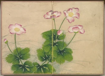 Flower and Bird Paintings (Mallow Flowers)